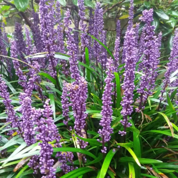 G087 Liriope Muscari Royal Purple - View 6 from www redcrocus com