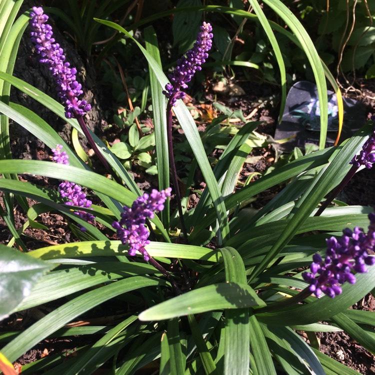 G087 Liriope Muscari Royal Purple 9 Ac398964 8e69 4091 8239 3a4612508f88 from www redcrocus com