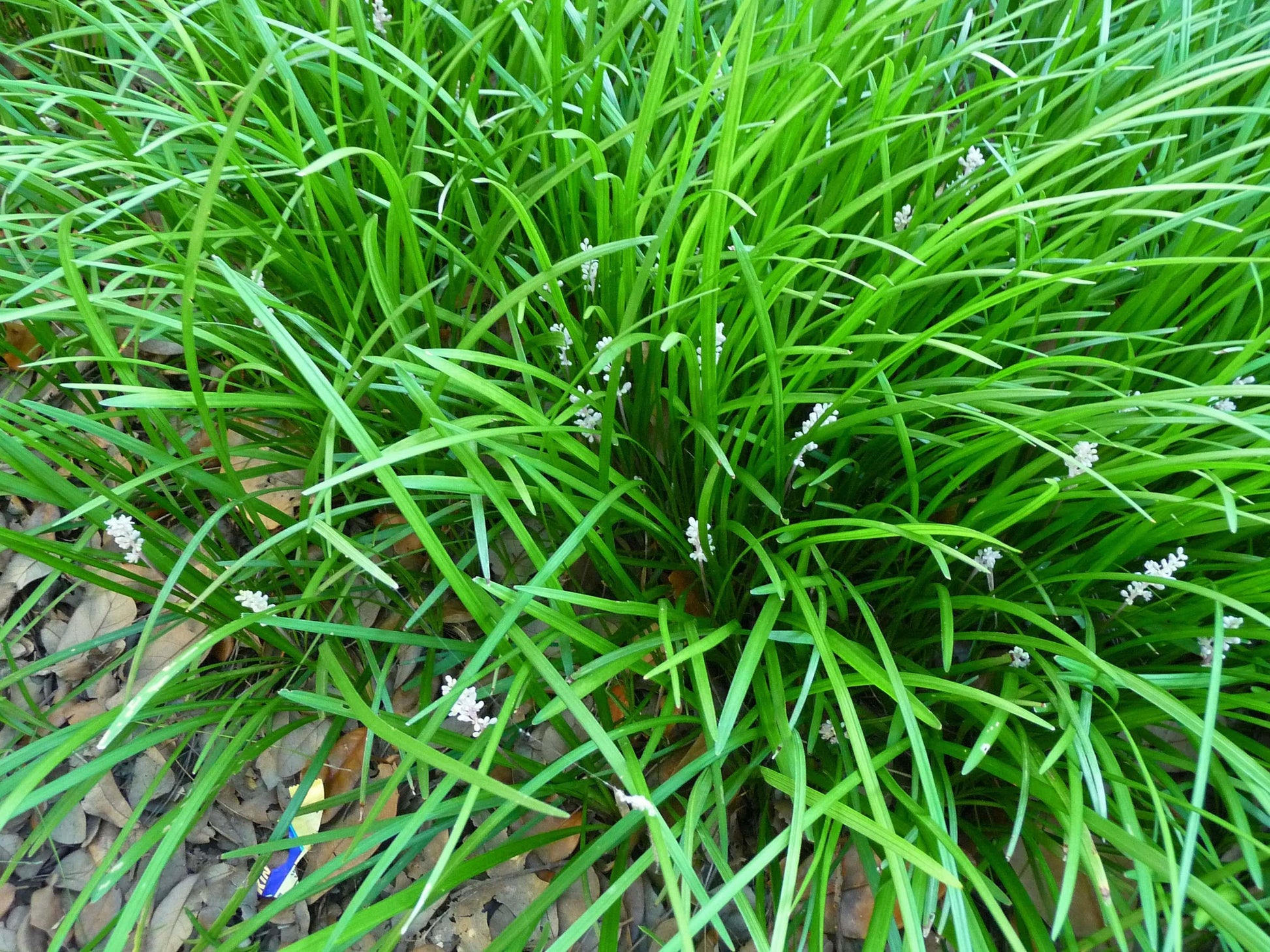 G096 Liriope Spicata - View 13 from www redcrocus com