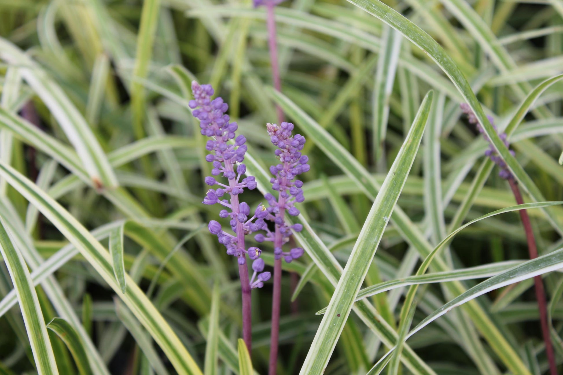 G096 Liriope Spicata - View 15 from www redcrocus com