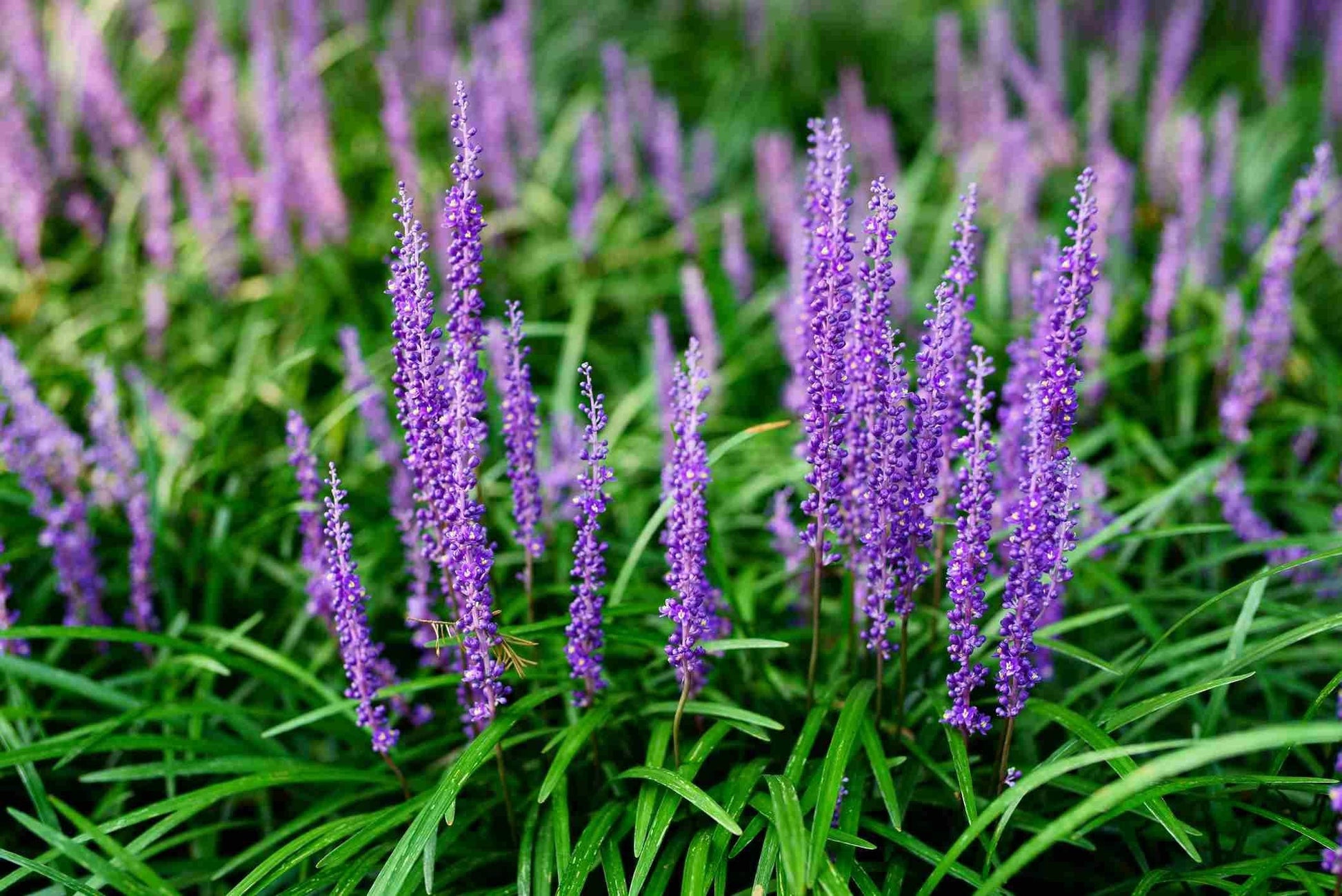 G096 Liriope Spicata - View 17 from www redcrocus com