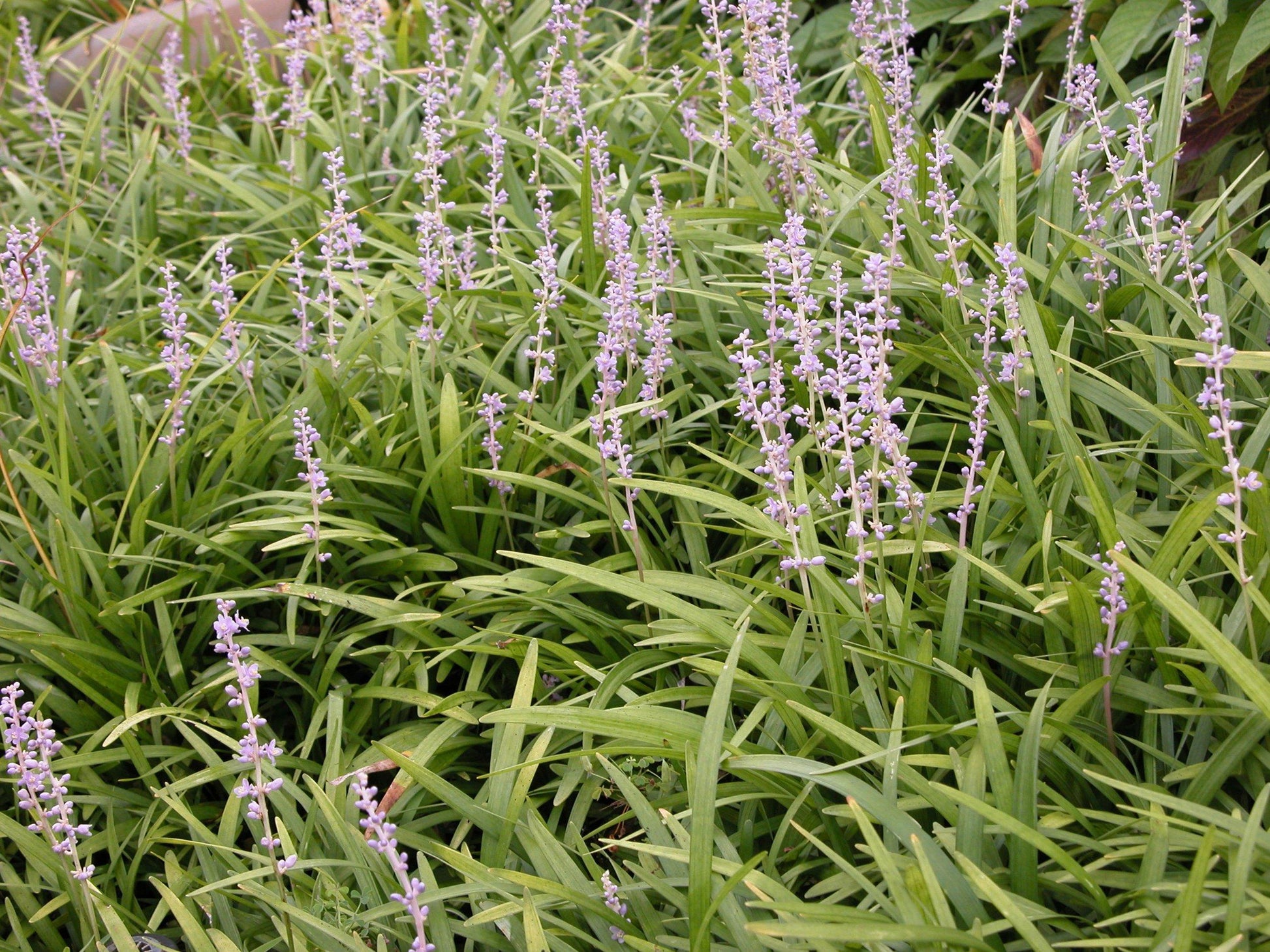G096 Liriope Spicata - View 6 from www redcrocus com