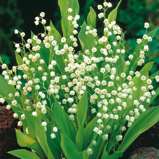 Q019 Convallaria Majalis - View 10 from www redcrocus com