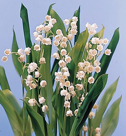 Q019 Convallaria Majalis - View 11 from www redcrocus com