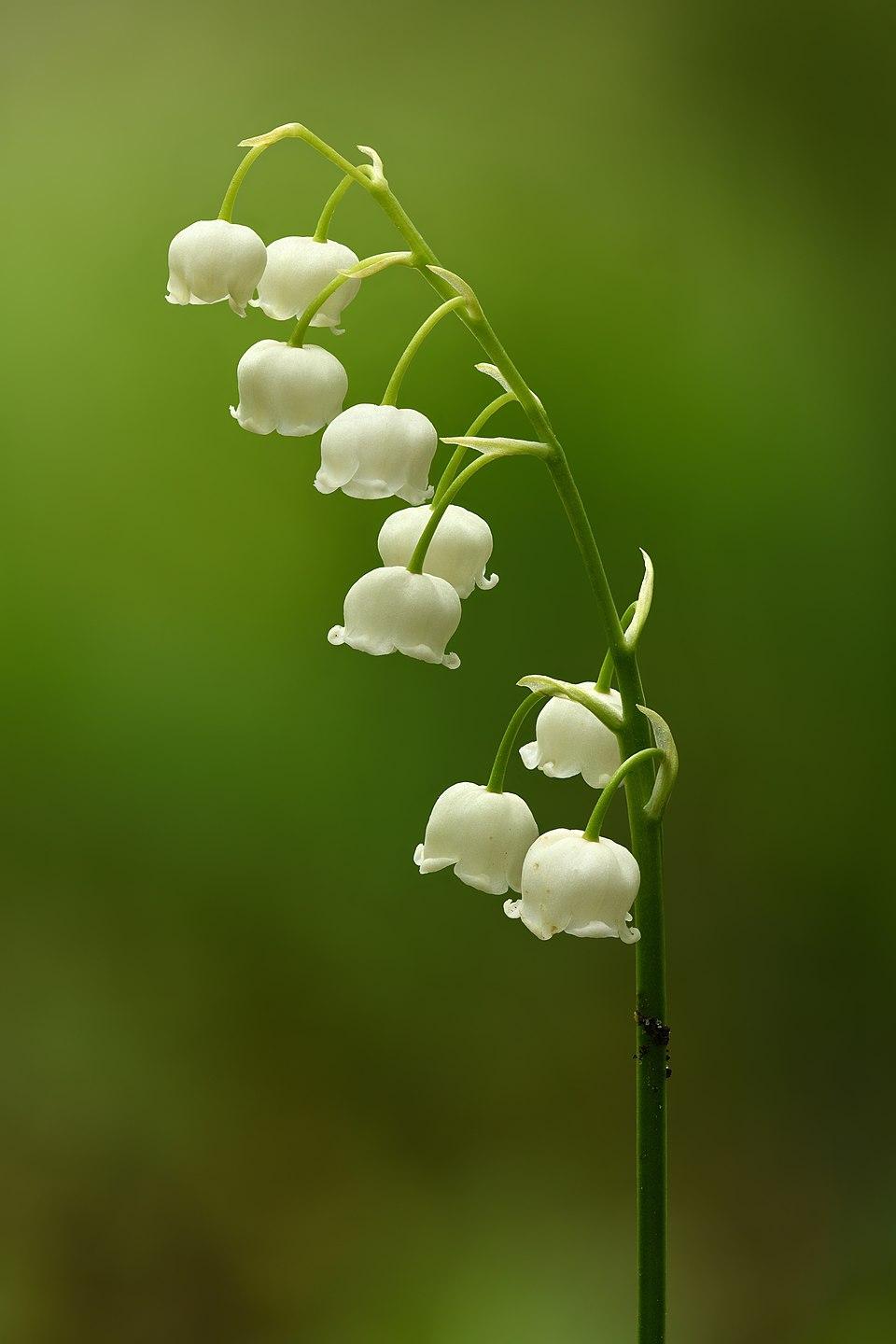 Q019 Convallaria Majalis - View 12 from www redcrocus com