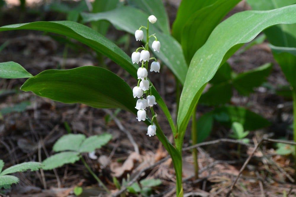 Q019 Convallaria Majalis - View 13 from www redcrocus com