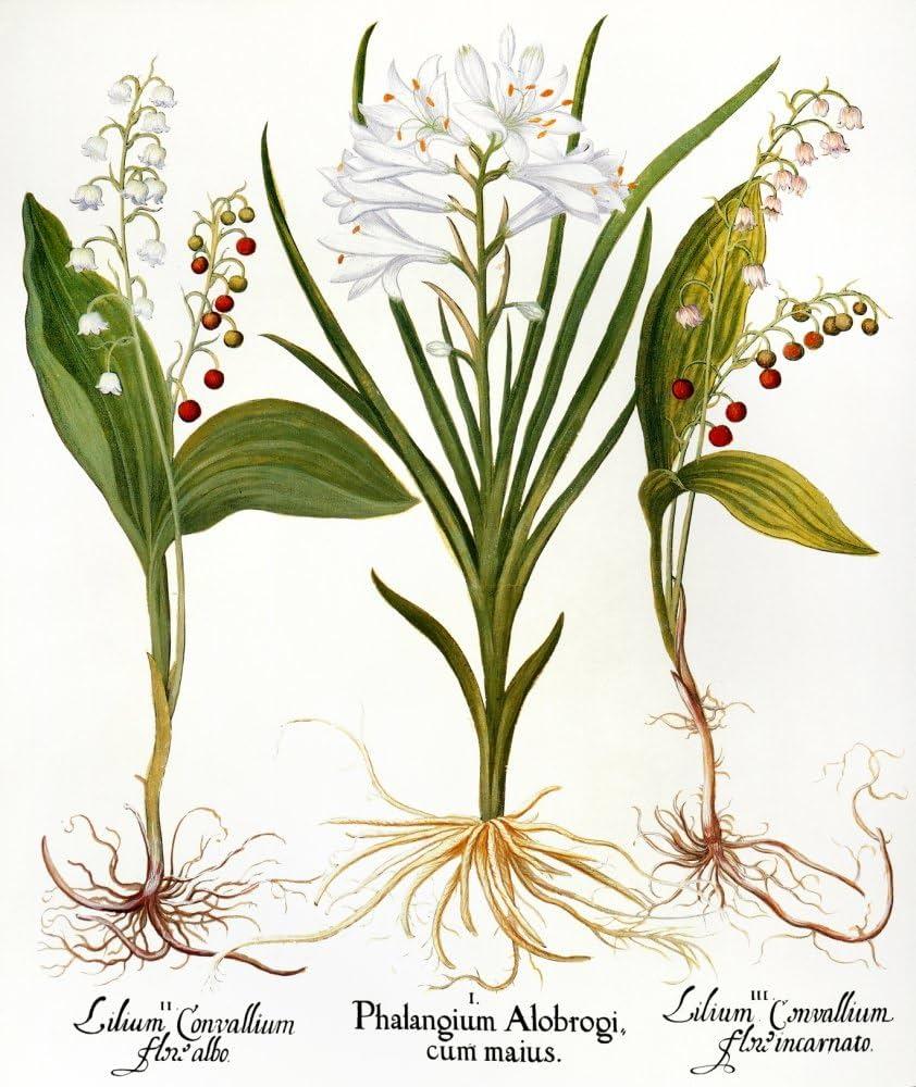 Q019 Convallaria Majalis - View 14 from www redcrocus com