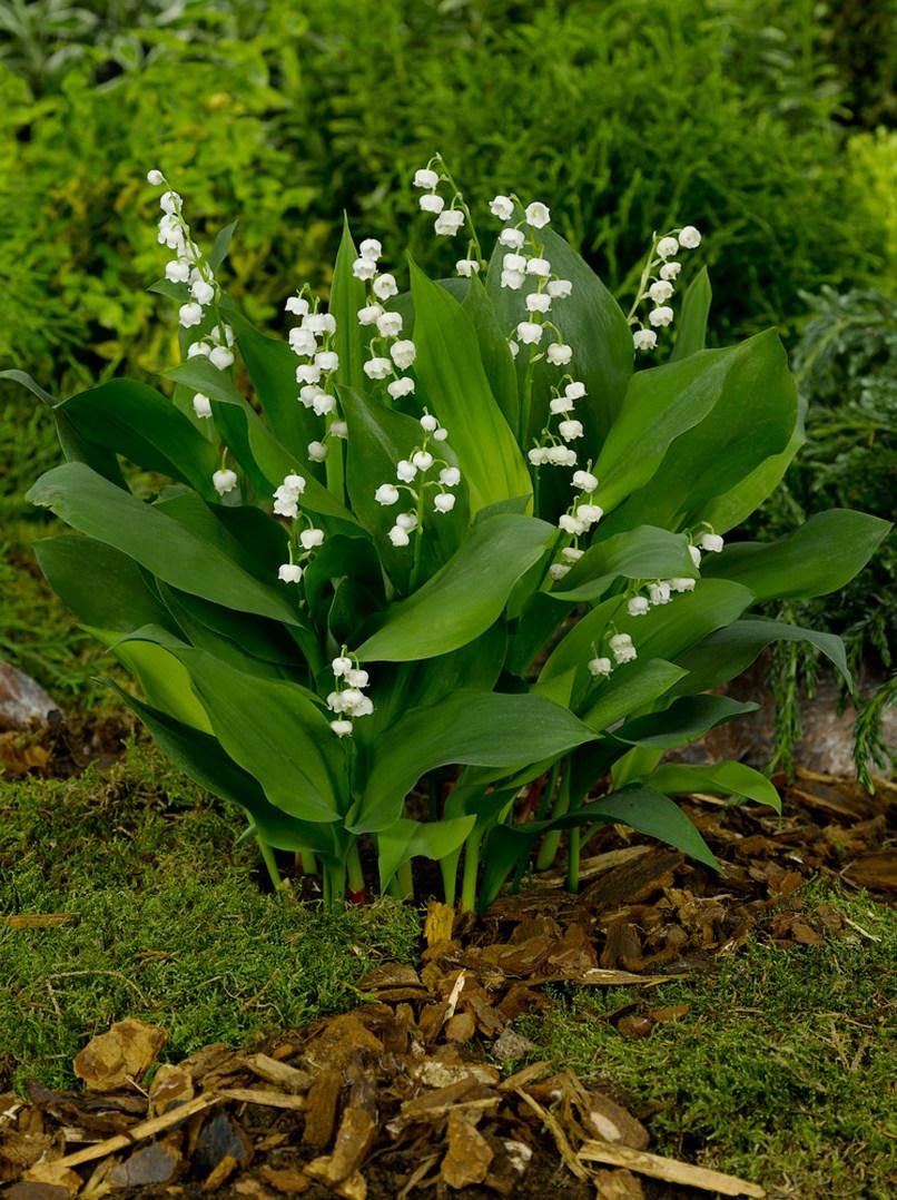 Q019 Convallaria Majalis - View 15 from www redcrocus com