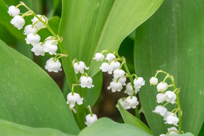 Q019 Convallaria Majalis - View 17 from www redcrocus com