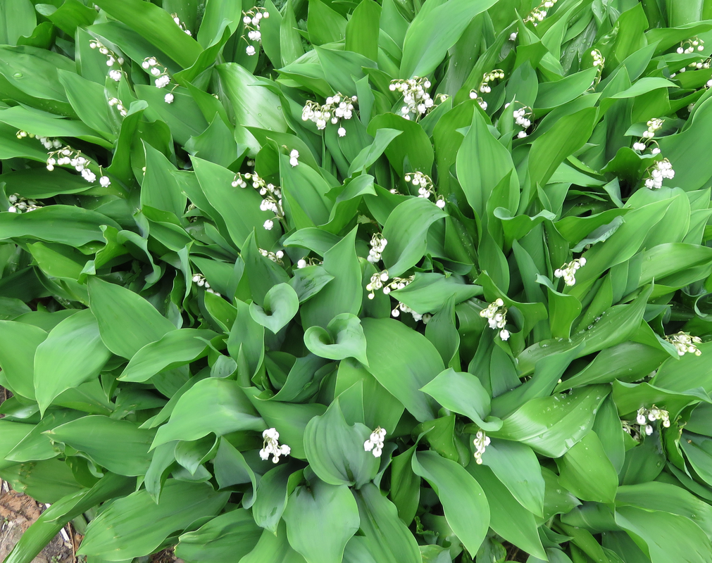 Q019 Convallaria Majalis - View 18 from www redcrocus com