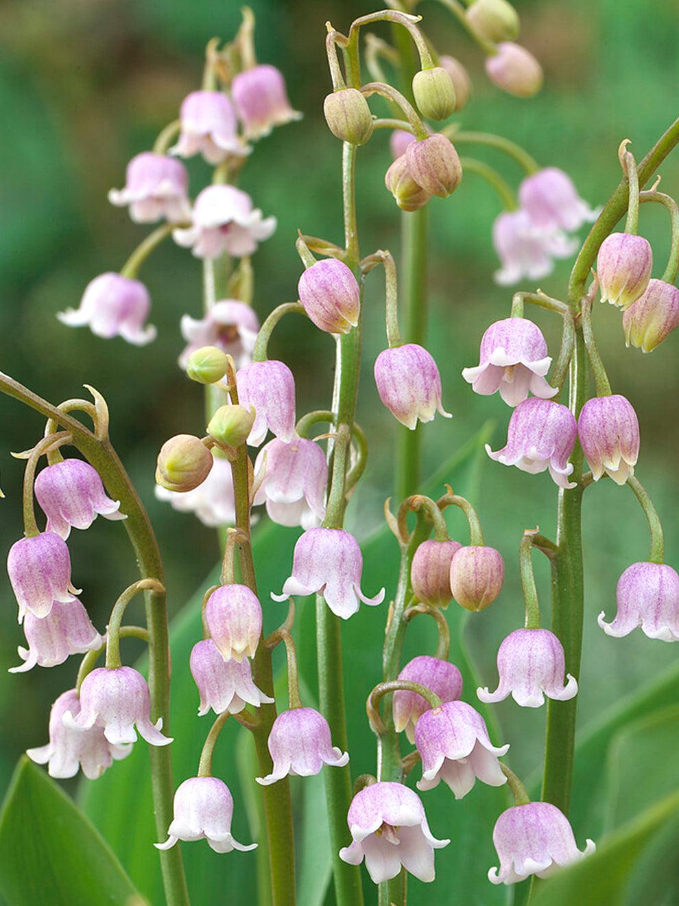 Q019 Convallaria Majalis - View 20 from www redcrocus com