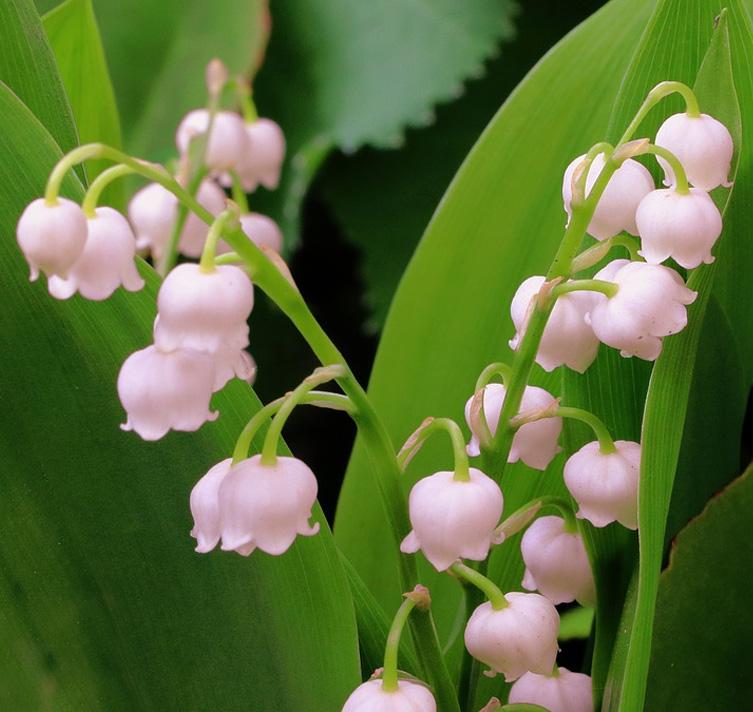 Q019 Convallaria Majalis - View 21 from www redcrocus com