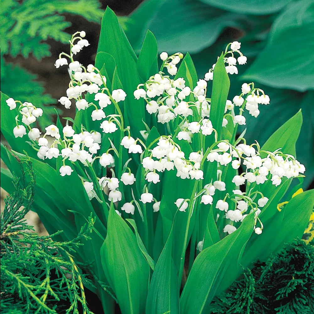 Q019 Convallaria Majalis - View 23 from www redcrocus com