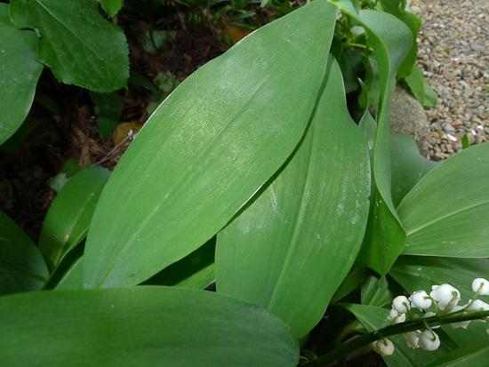 Q019 Convallaria Majalis - View 25 from www redcrocus com