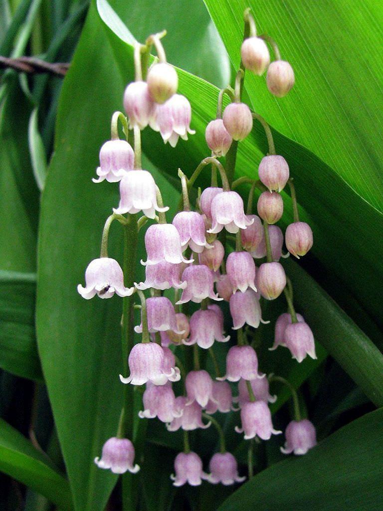 Q019 Convallaria Majalis - View 27 from www redcrocus com