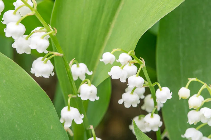 Q019 Convallaria Majalis - View 27 from www redcrocus com