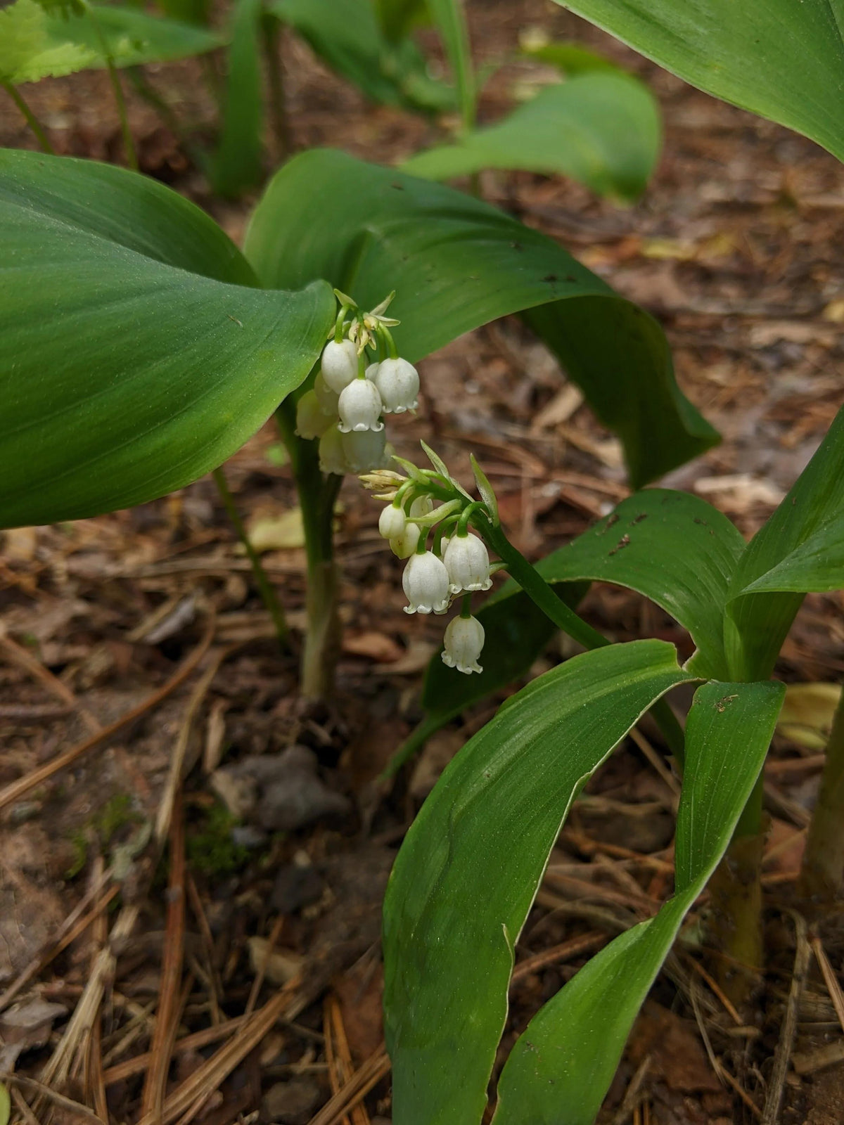 Q019 Convallaria Majalis - View 29 from www redcrocus com