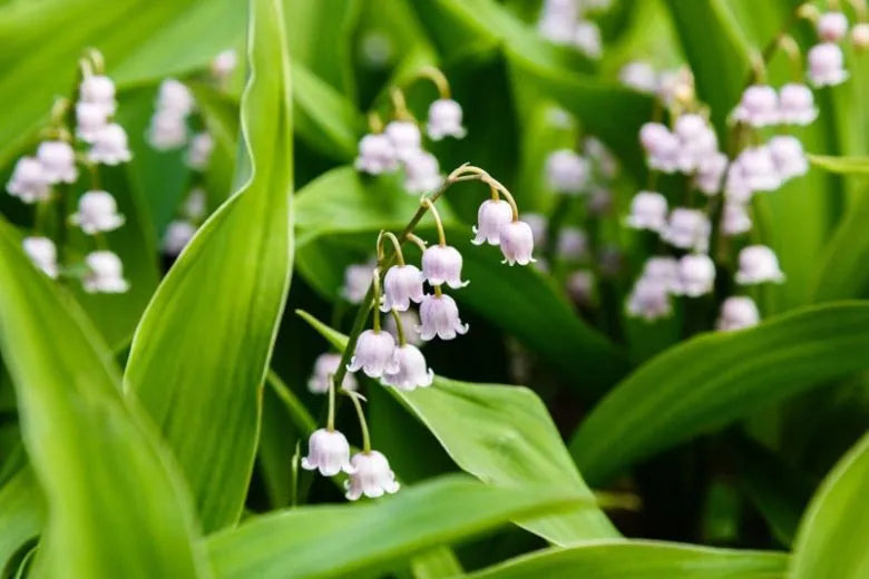 Q019 Convallaria Majalis - View 2 from www redcrocus com