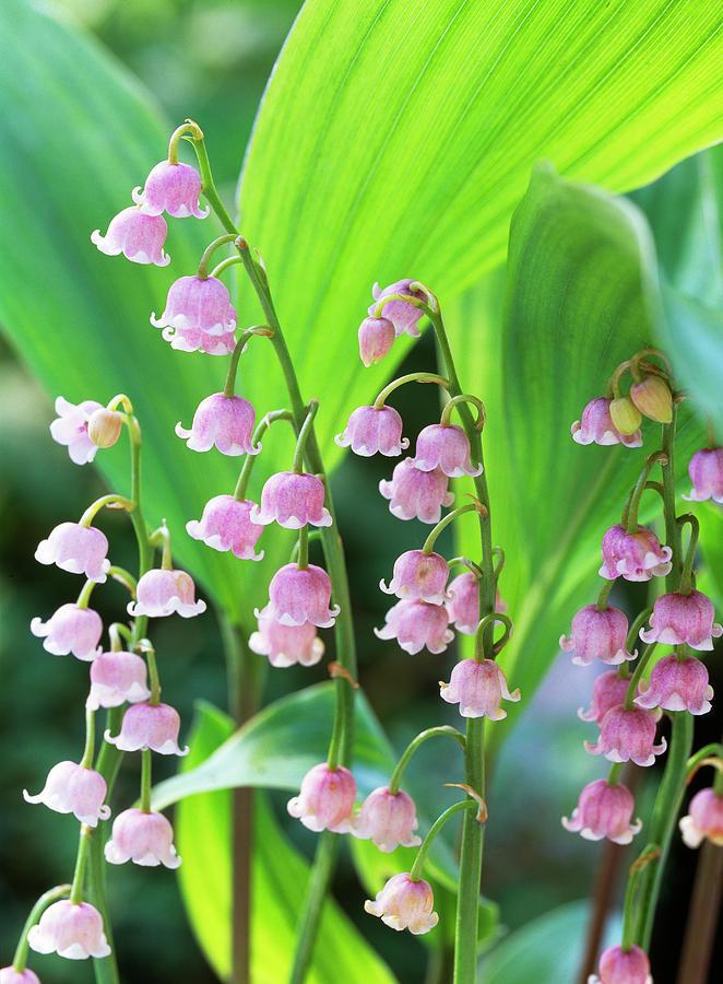 Q019 Convallaria Majalis - View 30 from www redcrocus com