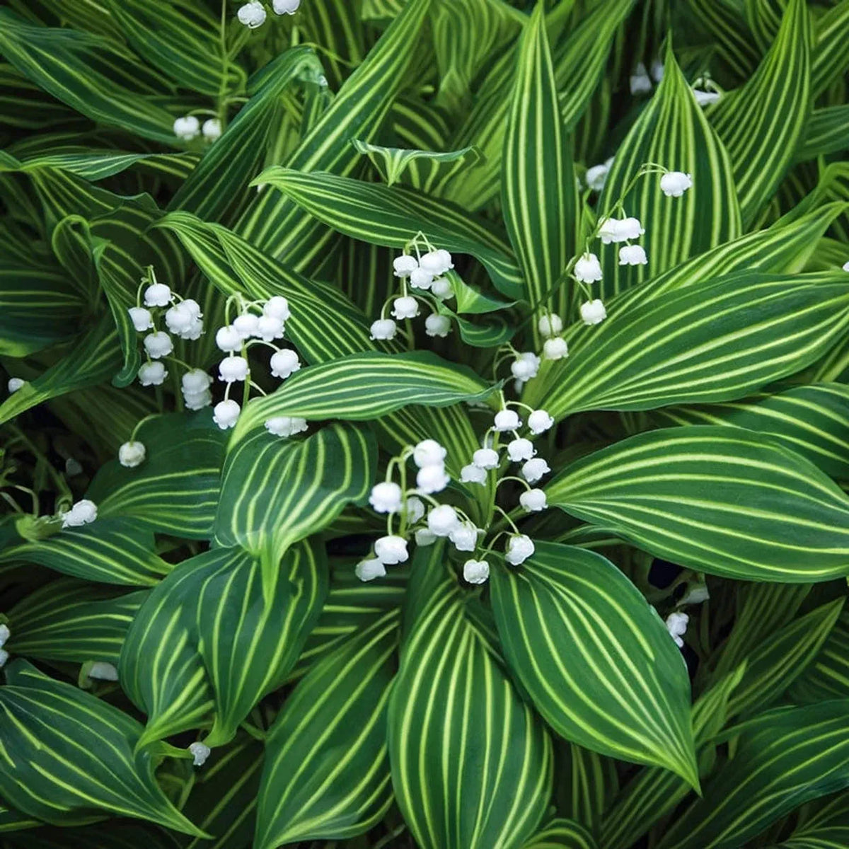 Q019 Convallaria Majalis - View 30 from www redcrocus com
