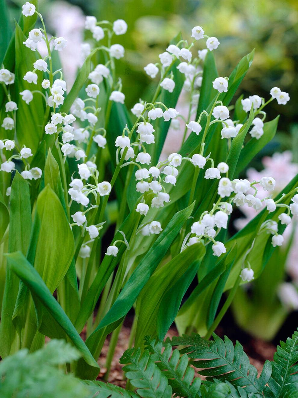 Q019 Convallaria Majalis - View 32 from www redcrocus com
