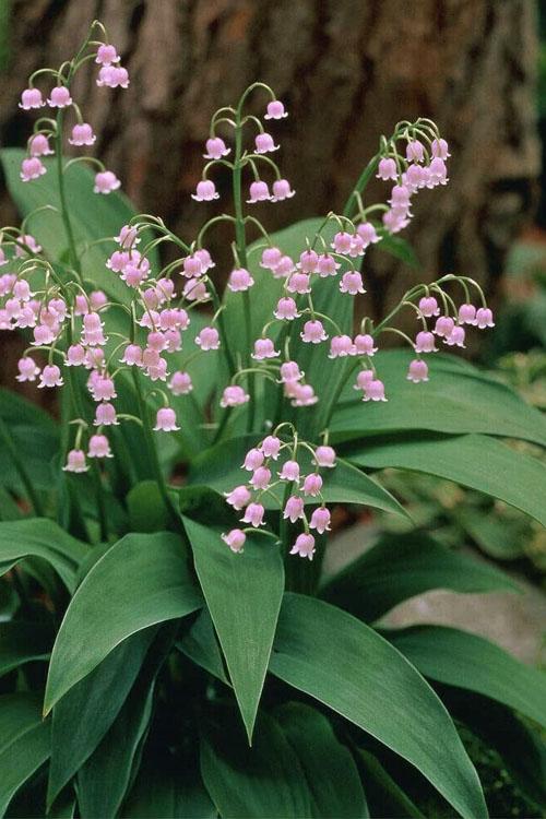 Q019 Convallaria Majalis - View 33 from www redcrocus com