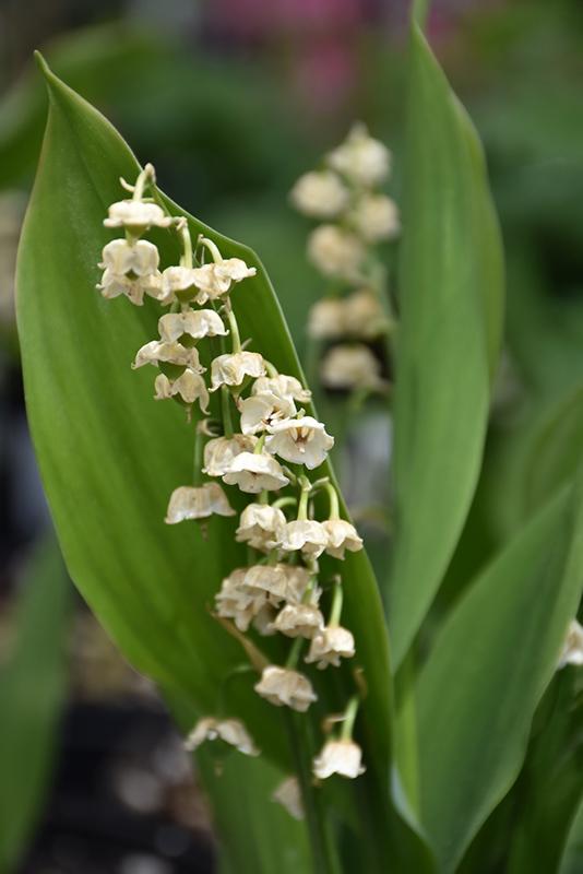 Q019 Convallaria Majalis - View 35 from www redcrocus com