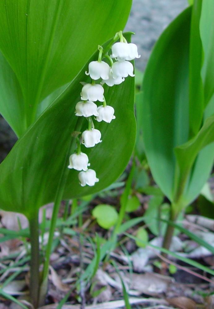 Q019 Convallaria Majalis - View 36 from www redcrocus com