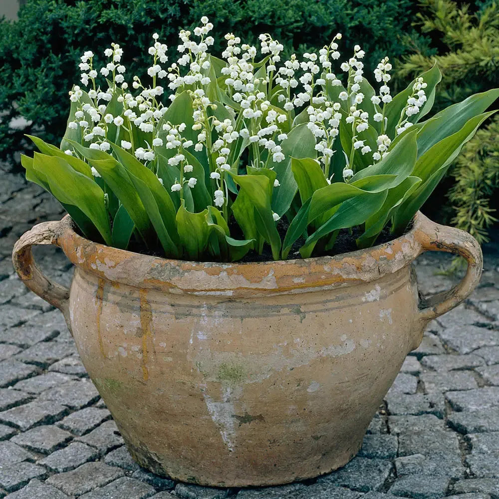 Q019 Convallaria Majalis - View 37 from www redcrocus com