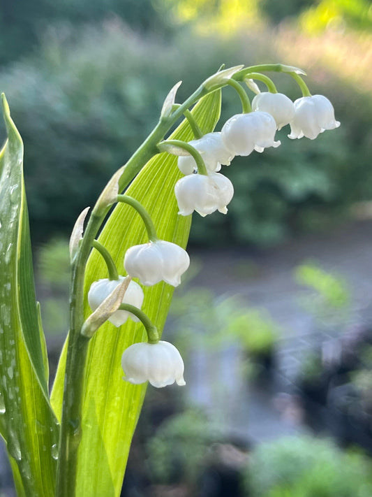 Q019 Convallaria Majalis - View 38 from www redcrocus com