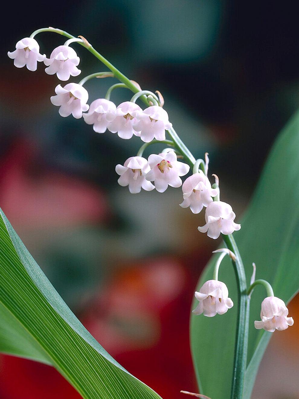 Q019 Convallaria Majalis - View 39 from www redcrocus com