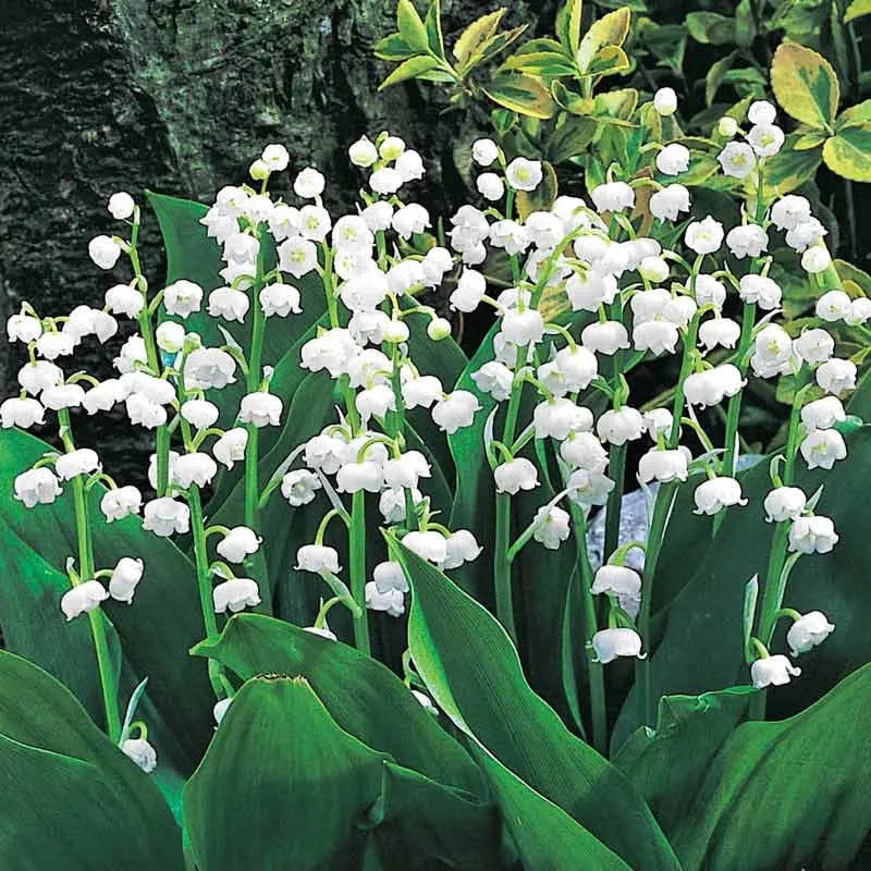 Q019 Convallaria Majalis - View 39 from www redcrocus com