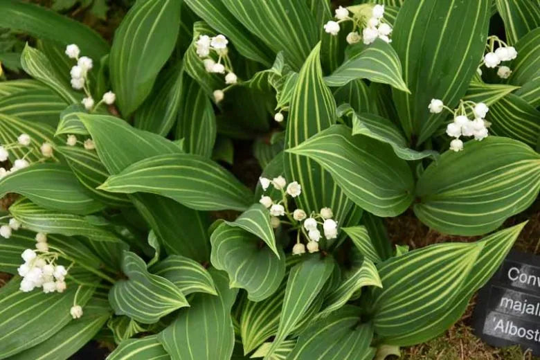 Q019 Convallaria Majalis - View 3 from www redcrocus com