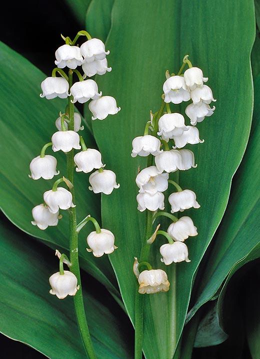 Q019 Convallaria Majalis - View 3 from www redcrocus com