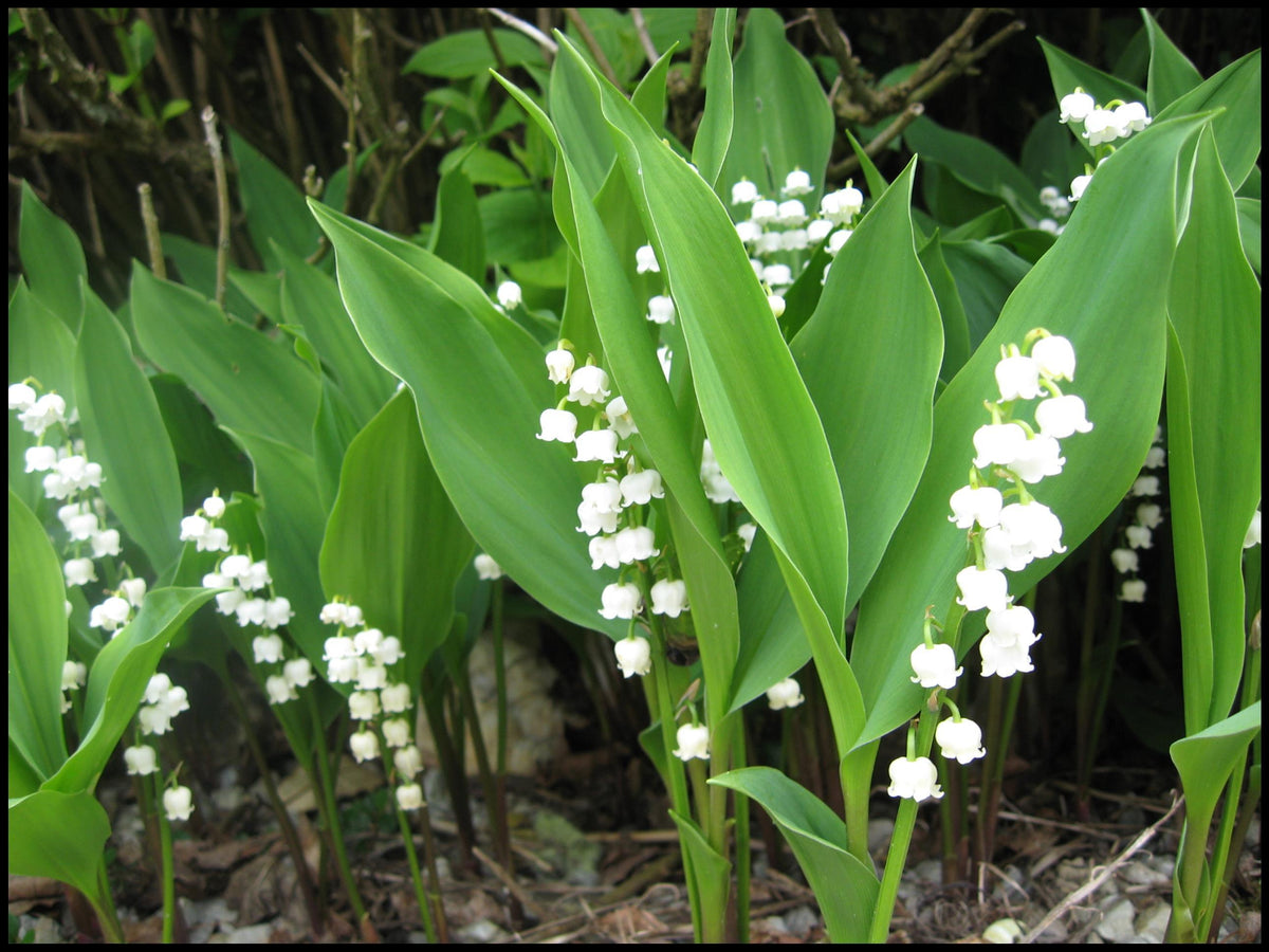 Q019 Convallaria Majalis - View 5 from www redcrocus com