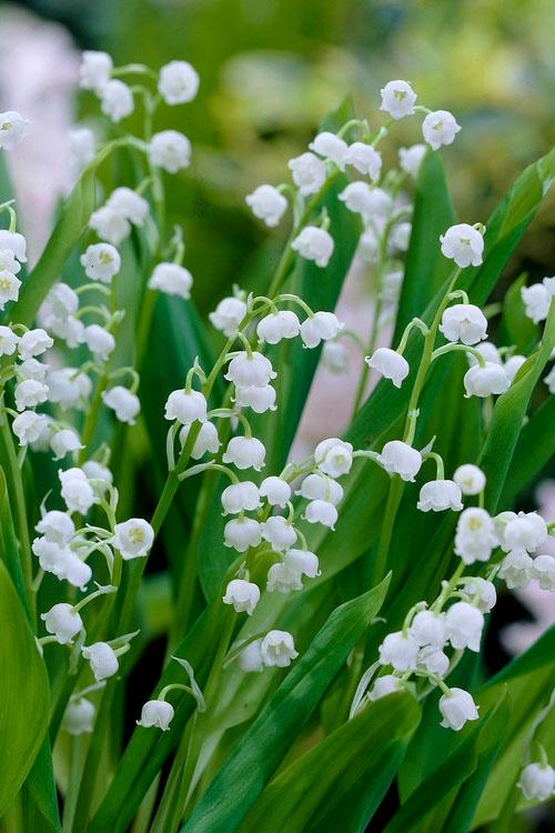 Q019 Convallaria Majalis - View 6 from www redcrocus com