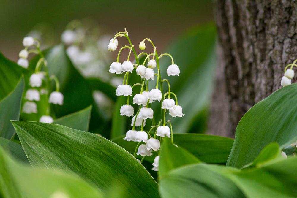 Q019 Convallaria Majalis - View 7 from www redcrocus com