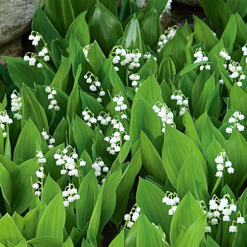 Q019 Convallaria Majalis - View 8 from www redcrocus com