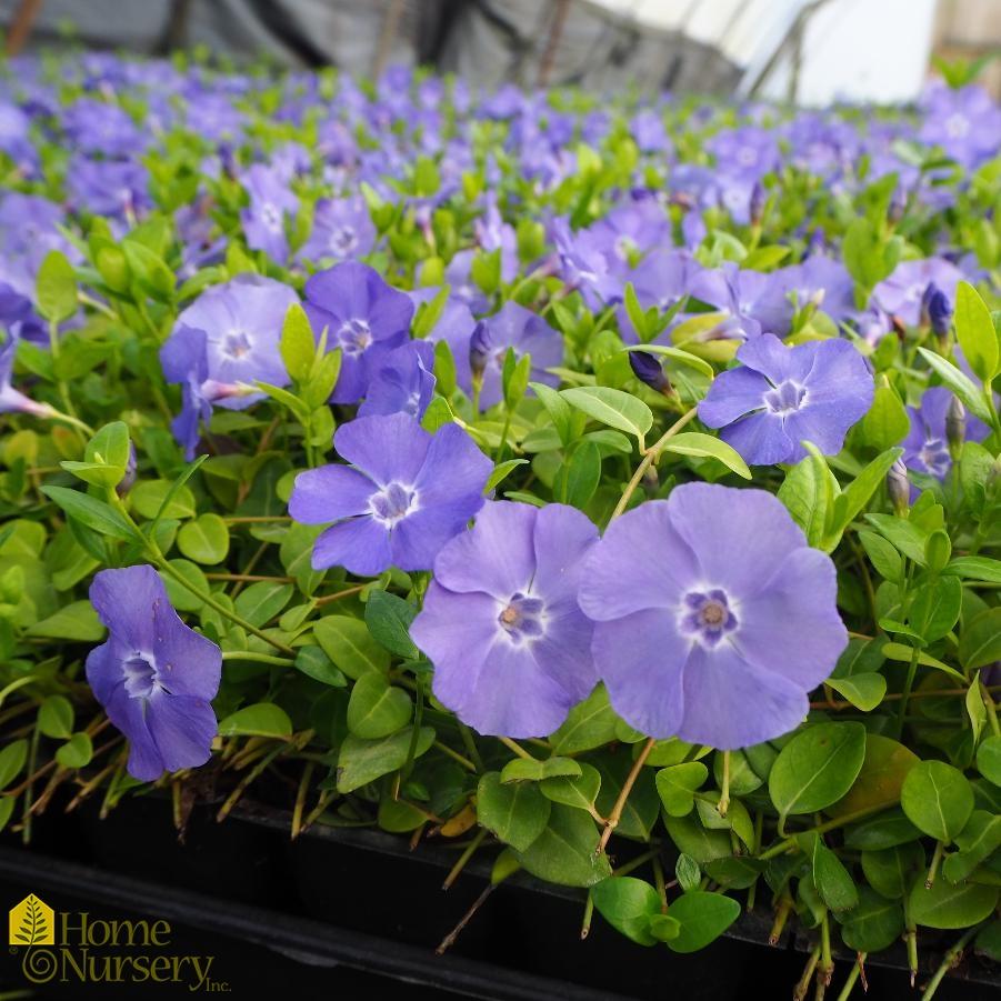 Q027 Vinca Minor Bowles 20 034fca31 Ab81 4c83 87b7 1b71c18f20a0 from www redcrocus com