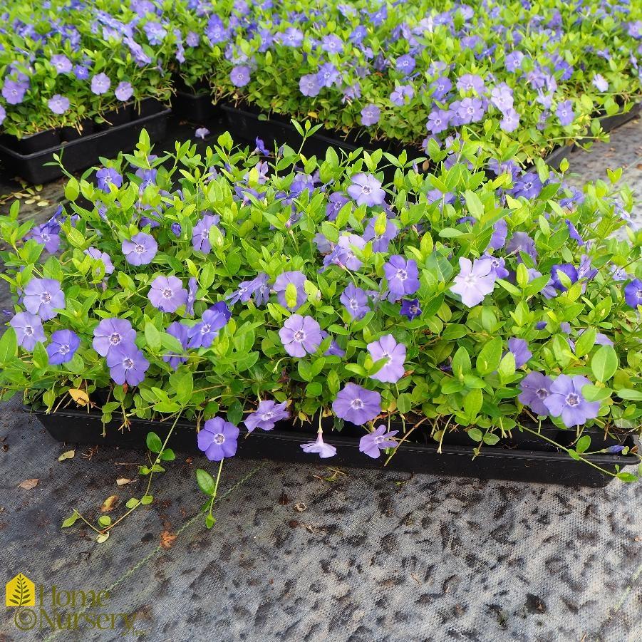 Q027 Vinca Minor Bowles 2 91fe8cb5 88b4 451d A6c3 C6dd0a4981c3 from www redcrocus com