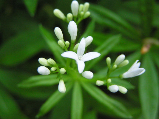 Q035 Galium Odoratum - View 11 from www redcrocus com