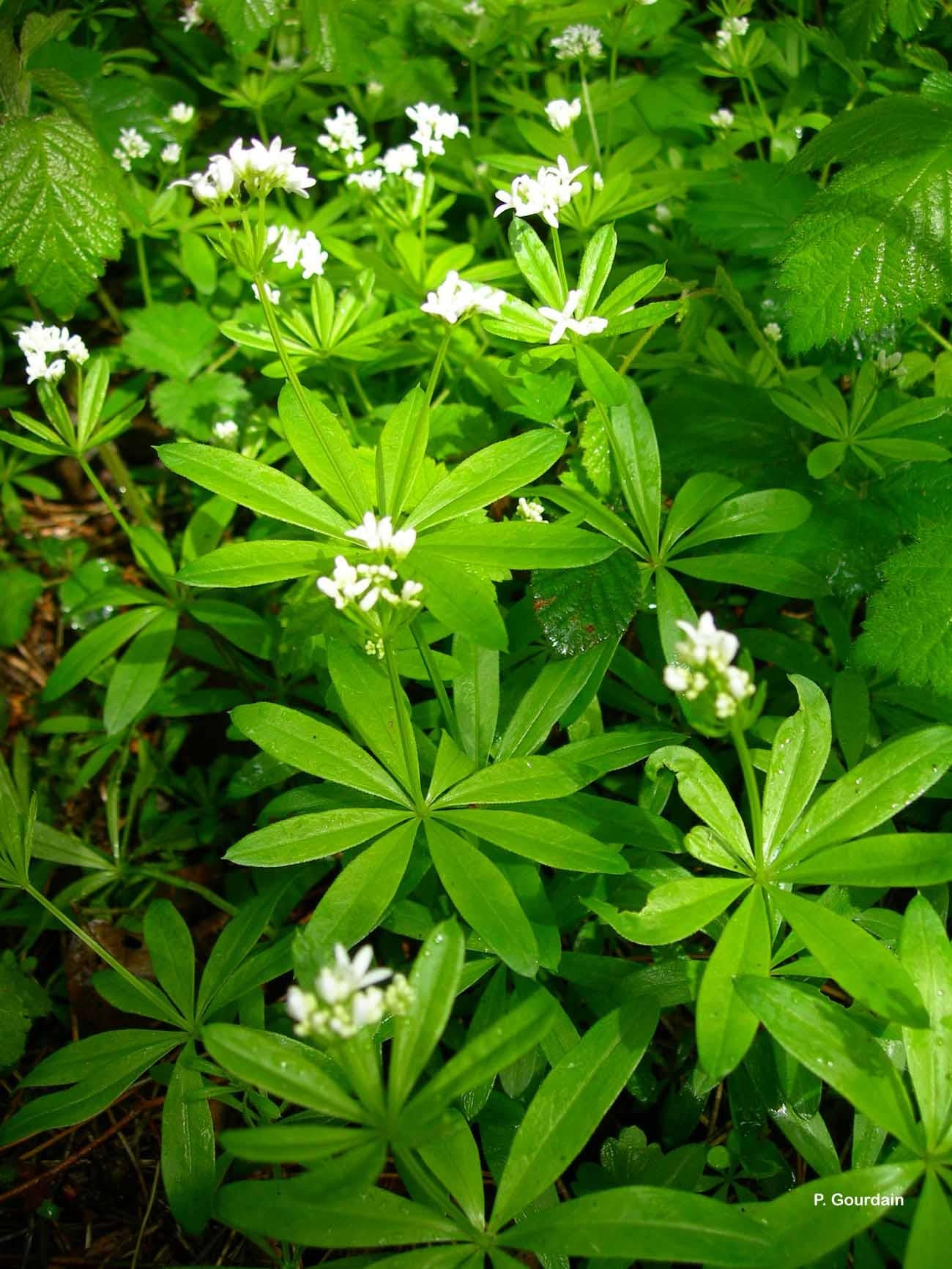 Q035 Galium Odoratum 18 63a3af69 525a 438c A586 7a7a3993d660 from www redcrocus com