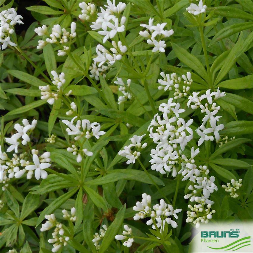 Q035 Galium Odoratum 19 Cd97a99b Df5d 405c Bcda 7674d709e940 from www redcrocus com