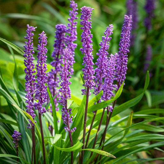 Q041 Liriope Muscari Big Blue - View 10 from www redcrocus com