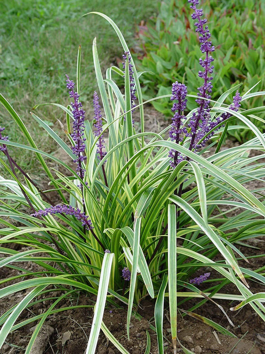Q042 Liriope Spicata - View 11 from www redcrocus com