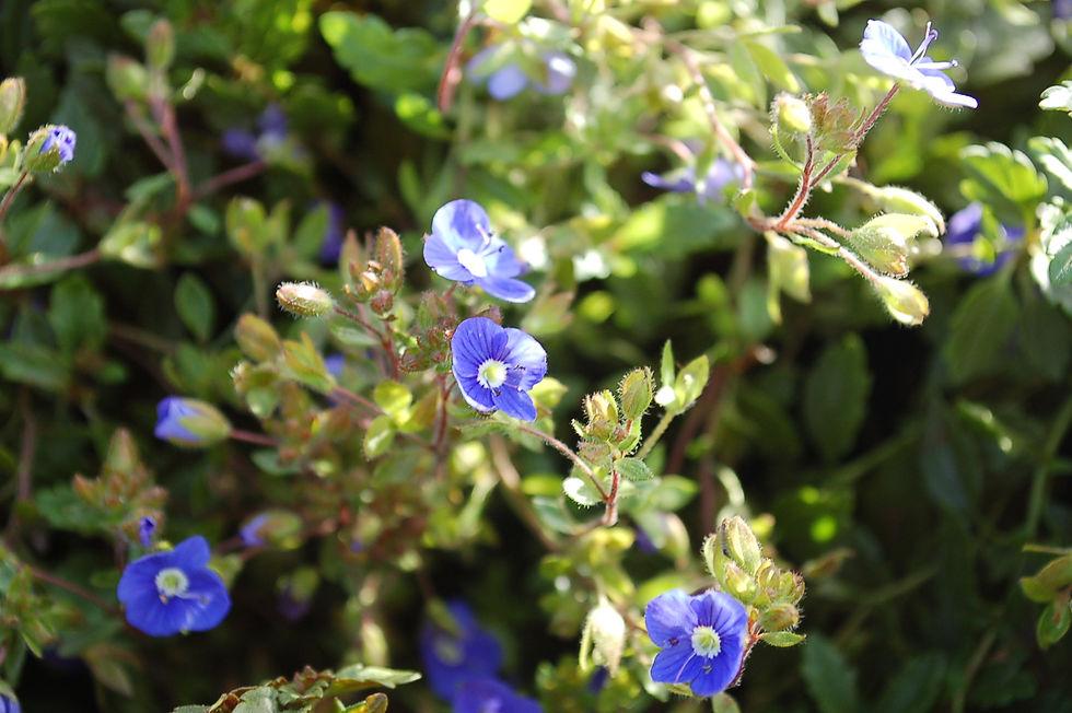 Q044 Veronica Umbrosa Georgia Blue - View 11 from www redcrocus com