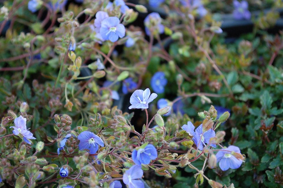 Q044 Veronica Umbrosa Georgia Blue - View 12 from www redcrocus com
