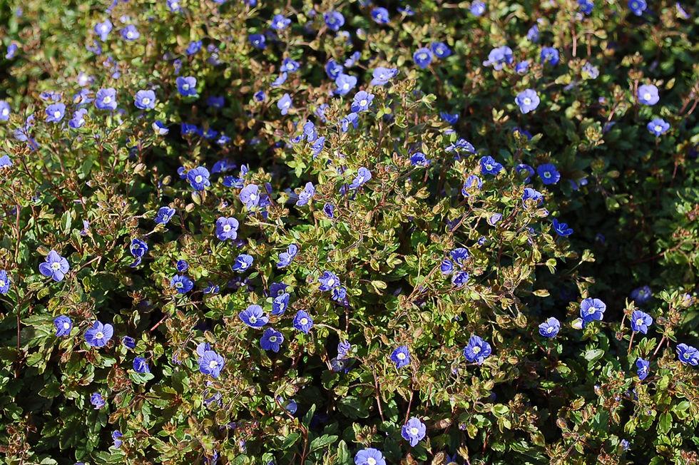 Q044 Veronica Umbrosa Georgia Blue - View 13 from www redcrocus com