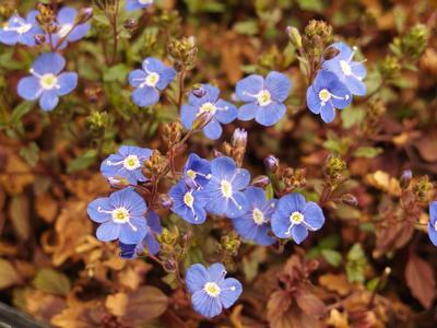 Q044 Veronica Umbrosa Georgia Blue - View 16 from www redcrocus com