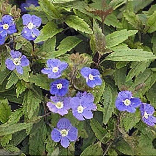 Q044 Veronica Umbrosa Georgia Blue - View 17 from www redcrocus com